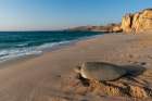 A green sea turtle-Chelonia mydas-returning to the sea after laying her eggs Ras Al Jinz-Oman Art Print